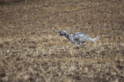 IMG_0339