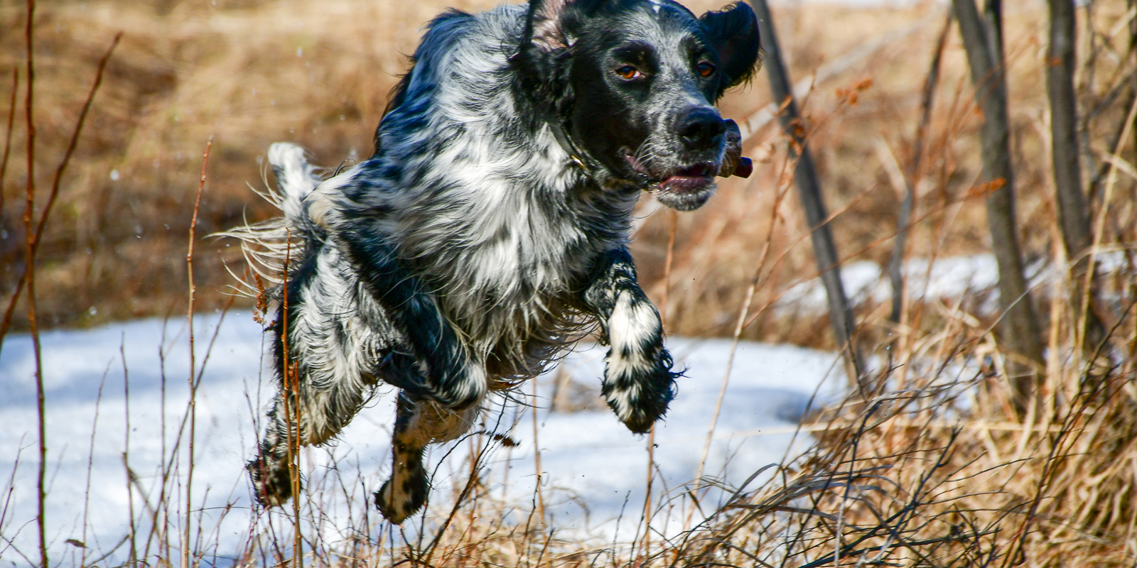 Femelle De Chien De Chasse 4 Lettres