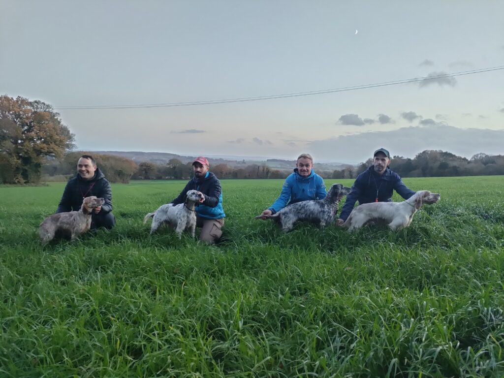 Des Dames de Lachamp - Élevage de Setter Anglais à Le Martinet