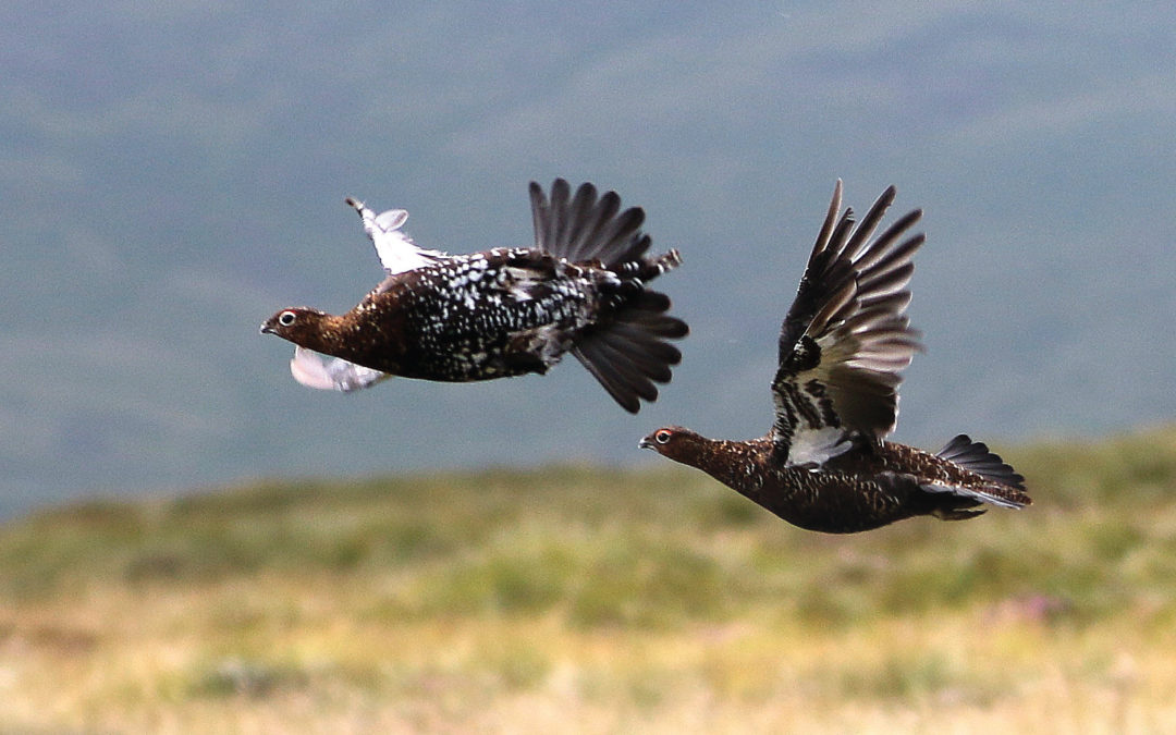 Lagopède d’Ecosse, the Famous Grouse