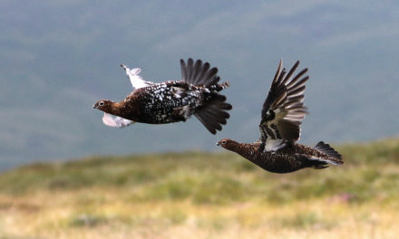 Lagopède d’Ecosse, the Famous Grouse