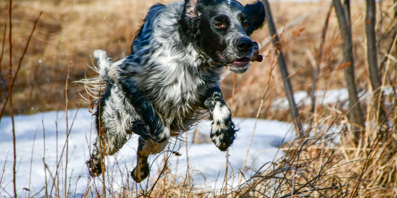 Activité sportive et reproduction chez la chienne de chasse