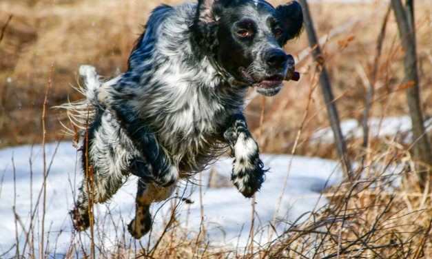 Activité sportive et reproduction chez la chienne de chasse