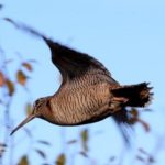 Résultats des concours de Quénécan et Saint-Fiacre (22) des 28 & 29 novembre 2025