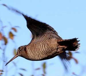 Résultats des concours de Quénécan et Saint-Fiacre (22) des 28 & 29 novembre 2025