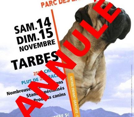 EXPOSITION DE TARBES AVEC LA SPÉCIALE DE RACE SETTER-ANGLAIS EST ANNULÉE