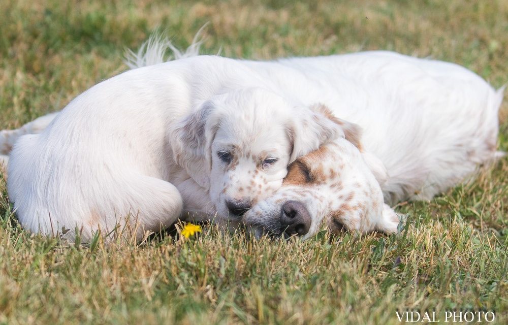 Où compte-t-on le plus grand nombre de naissances de chiots en 2020 ?