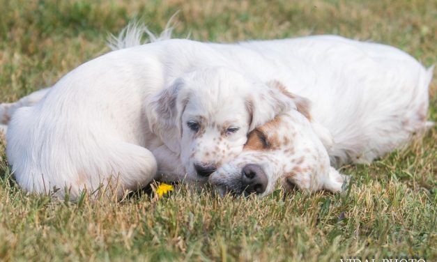 Où compte-t-on le plus grand nombre de naissances de chiots en 2020 ?