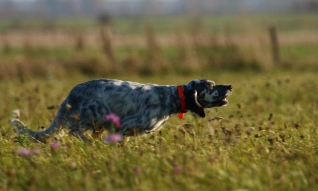 PROGRAMME  AQUITAINE ÉTÉ  2021-