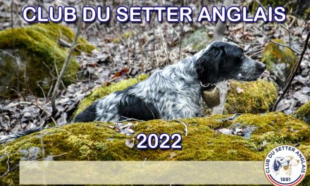 Fields Bécasse Bretagne 2022