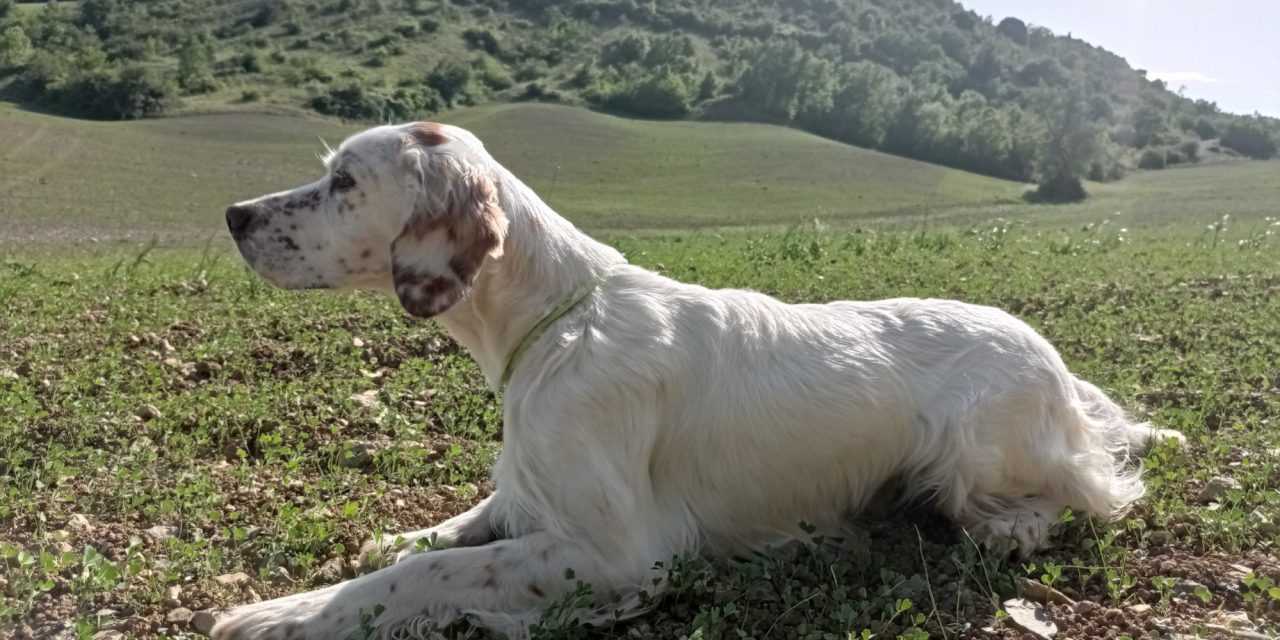 TAN AVEYRON St Jean d’Alcas Samedi 23 Juillet 2022