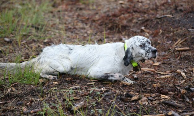 REGIONALE D&rsquo;ELEVAGE HERM (40) DIMANCHE 16 OCTOBRE