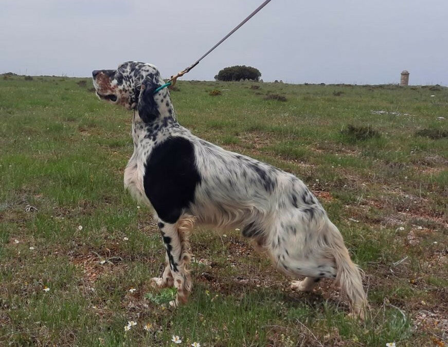 Résultats Bécasse Huelgoat 27/11/2023