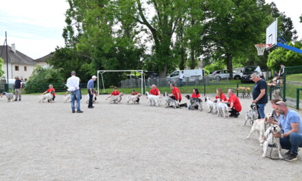 Nationale d’élevage 2024 : téléchargez le résultat de votre chien !