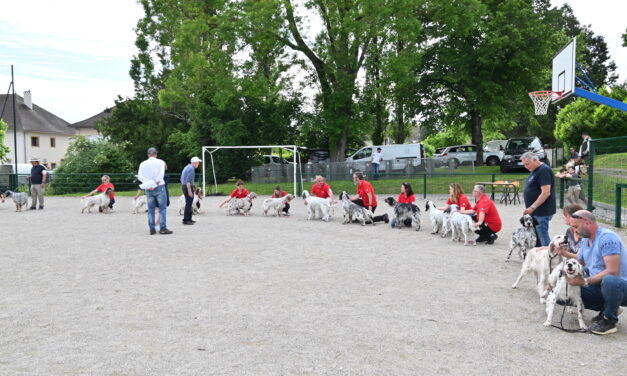 Nationale d&rsquo;élevage 2024 : téléchargez le résultat de votre chien !