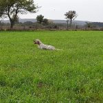 TAN de Vern-sur-Seiche (35) le 27/07/2025