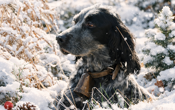 Joyeux Noël, et belle année 2026 !