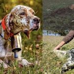 Résultats des concours bécasse de Trédion (56) des 1er et 2 décembre 2025