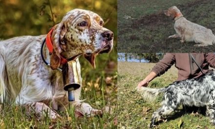 Résultats des concours bécasse de Trédion (56) des 1er et 2 décembre 2025