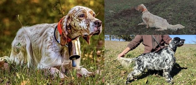 Résultats des concours bécasse de Trédion (56) des 1er et 2 décembre 2025