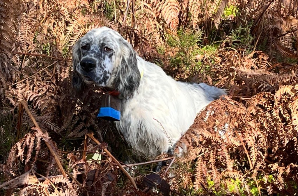 Deux setters anglais dans le top 3 de l’Open de France d’automne 2025 !