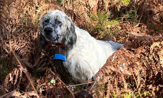 Deux setters anglais dans le top 3 de l’Open de France d’automne 2025 !