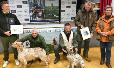 Prix C. Defreneix & meilleurs setters anglais de la semaine anglaise 2026
