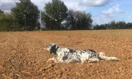 Résultats du concours de Fienvillers (80) du 24 mars 2026