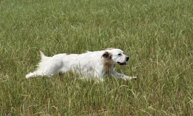 Résultats du concours de grande quête de Chilly (80) du 29/03/2026