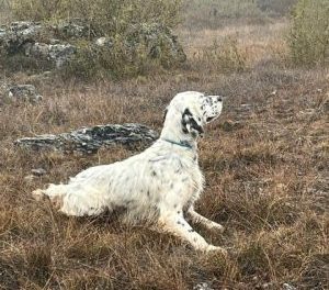 Résultats du concours de Champien (80) du 23 mars 2026