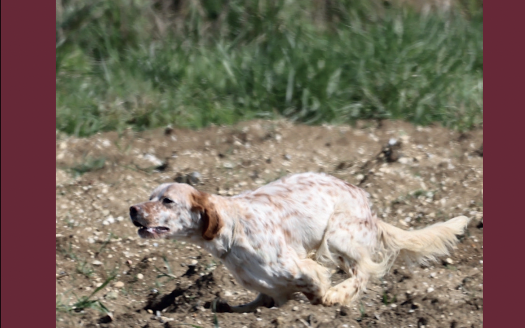 Retard d’impression – revue n° 114