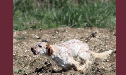 Retard d’impression – revue n° 114