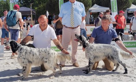 Game Fair 2026 (Lamotte-Beuvron, 41) : résultats des expositions des 13 & 14 juin