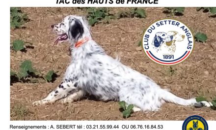 Couturelle (62) : TAC samedi 31 octobre 2026